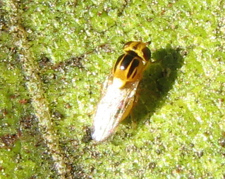 Piccolissima mosca gialla e nera